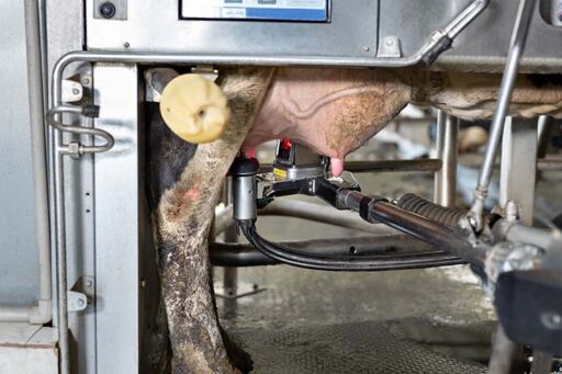robots de ordeño - producción de leche