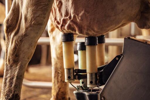 robots de ordeño - ganadería de leche