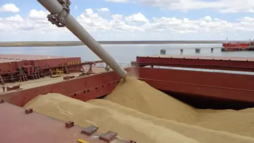 Cayeron exportaciones de soya paraguaya durante primer semestre del 2025