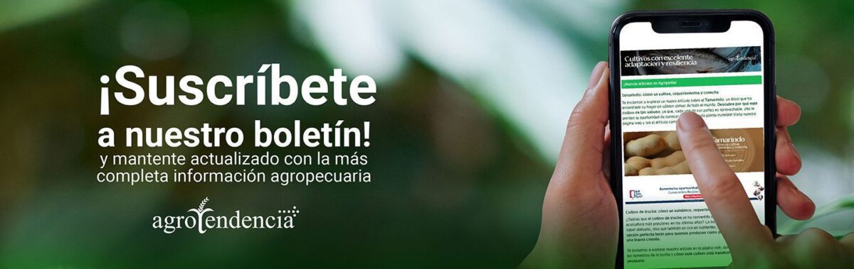 Suscríbete a nuestro boletín