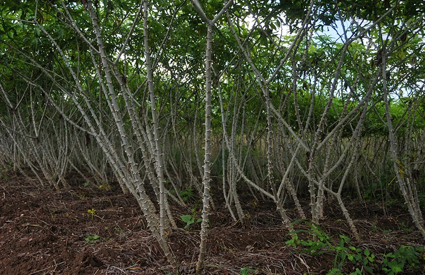 nuevos genes en la yuca