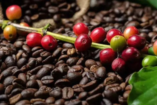 El café sube en Nueva York ante previsiones de menor cosecha en Brasil