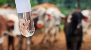 Texas en alerta por la reaparición del gusano barrenador carnívoro