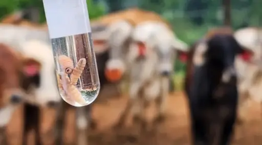 Texas en alerta por la reaparición del gusano barrenador carnívoro