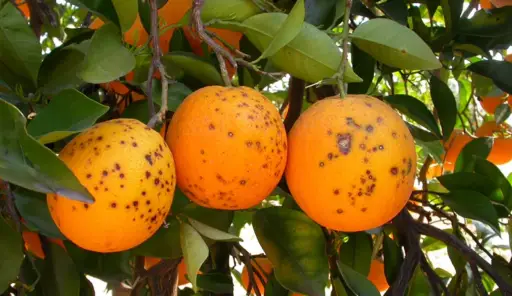 Cítricos argentinos bajo la lupa: la Unión Europea rechaza naranjas por “mancha negra”