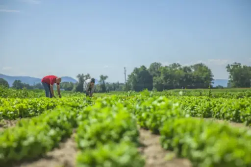 Chile propone penas de cárcel por ingreso de plagas para proteger su agricultura