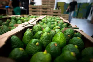 Bolivia refuerza controles de aguacate para evitar ingreso de fruta contaminada con cadmio