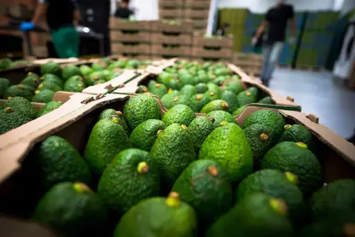 Bolivia refuerza controles de aguacate para evitar ingreso de fruta contaminada con cadmio