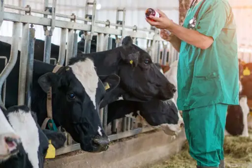 Alerta en México por falsificación de fármacos veterinarios