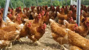 Paraguay prohíbe temporalmente la importación de productos avícolas desde Argentina