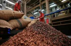 Industria del cacao brasileño advierte que es inviable exportar a EE. UU.