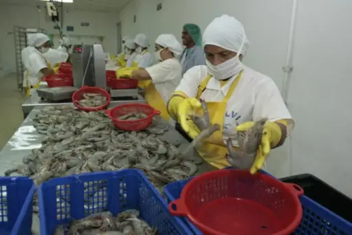 Ecuador busca negociar aranceles a las exportaciones de camarón impuestos por EE. UU.