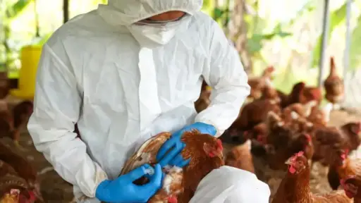 Argentina suspende exportaciones de productos aviares tras confirmar caso de gripe aviar