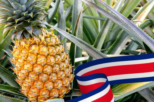 Sector agro de Costa Rica manifestó inconformidad ante aumento de aranceles de EE. UU.