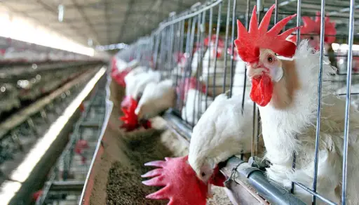 China suspende importaciones avícolas desde España por brotes de gripe aviar
