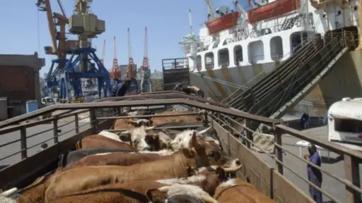 Sector ganadero y gobierno de Uruguay mantienen enfrentamiento por exportación de ganado en pie