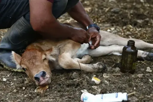 EE. UU. autoriza uso de fármacos veterinarios contra el gusano barrenador