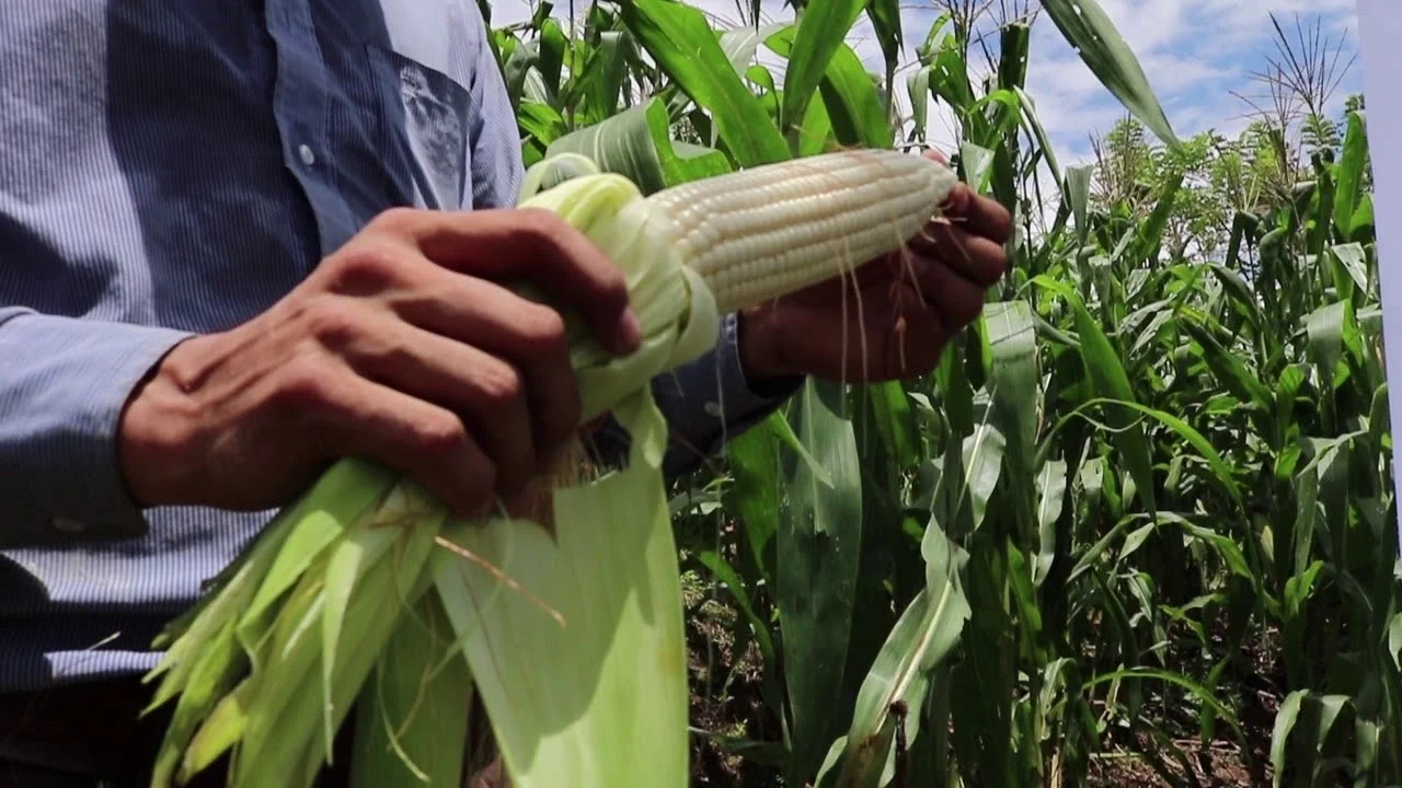 agricultura de El Salvador