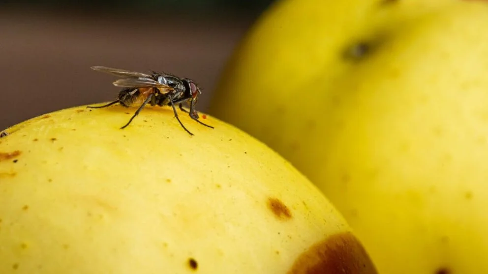 mosca de la fruta en Chile