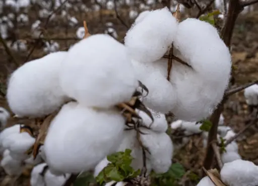 Argentina autoriza nuevo algodón transgénico triple resistente a plagas y herbicidas