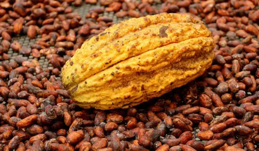 Exportaciones de cacao ecuatoriano aumentaron más de 100 % durante el primer trimestre del año