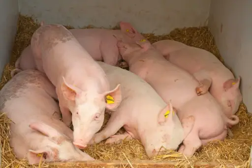 Peste porcina africana en República Dominicana contrajo la producción de carne