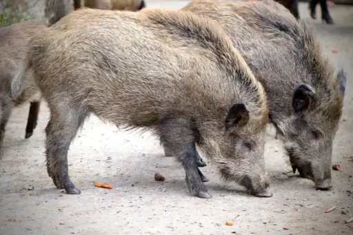 Gremios porcícolas de Europa solicitan ayudas económicas ante avance de la peste porcina africana