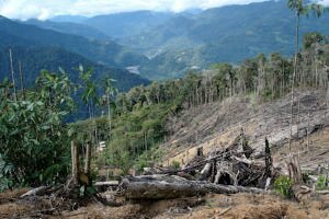 Deforestación en Colombia aumentó en 2024: más de 113.000 hectáreas fueron arrasadas