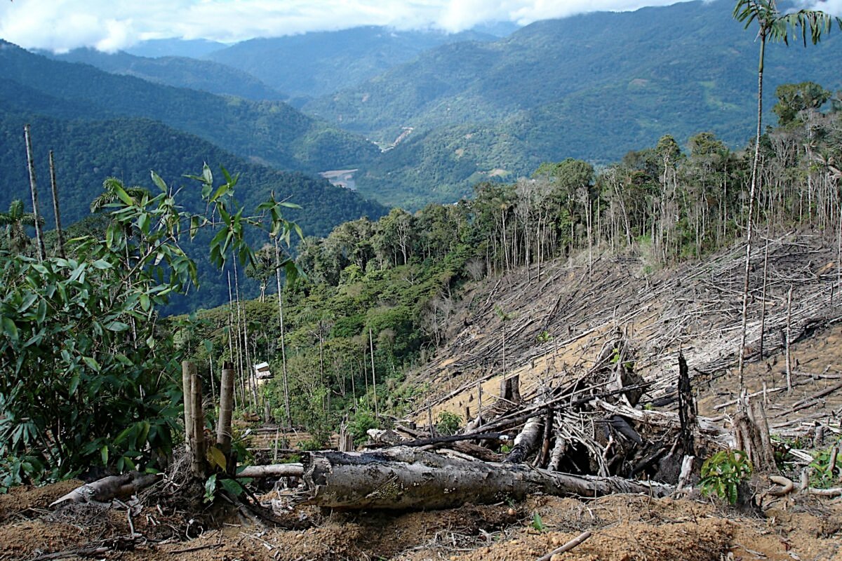 deforestación