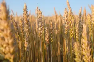 Los principales exportadores mundiales de trigo reducen sus envíos