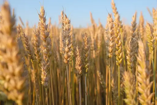 Los principales exportadores mundiales de trigo reducen sus envíos
