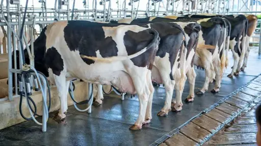 Sector lechero de Panamá alerta que importaciones amenazan la estabilidad local