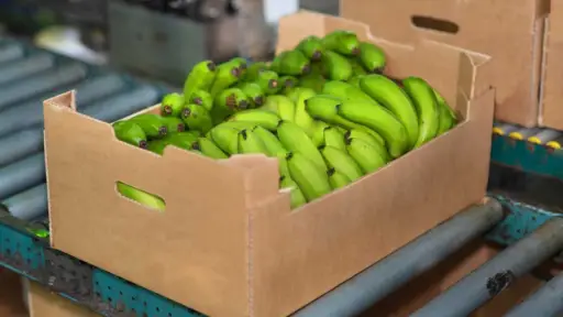 Tras intensos debates, Ecuador fija el precio mínimo de la caja de banano en $7,50
