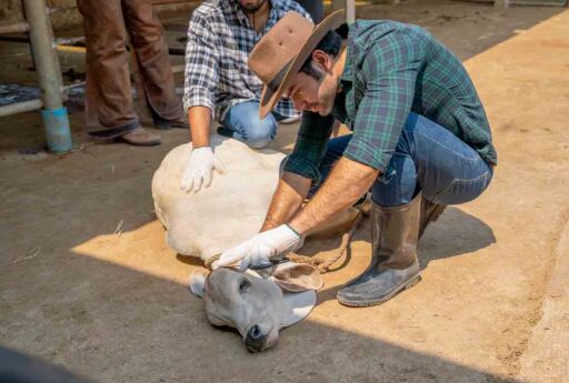 Gusano barrenador: Biología, síntomas y control integrado