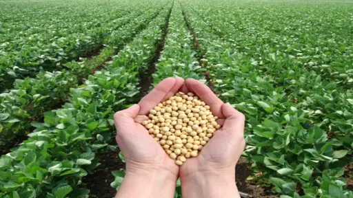 Venezuela celebró primera expo polo agropecuario cosecha de soya 2025