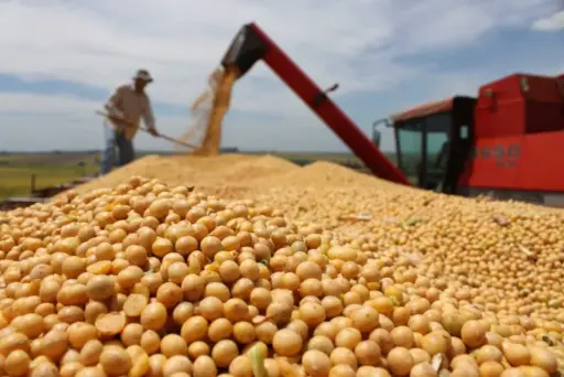 Agroexportaciones argentinas: fuerte caída del 55% en el ingreso de divisas durante agosto