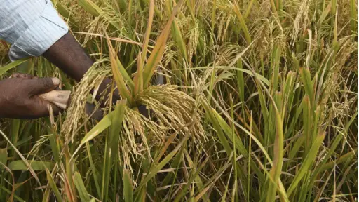 Colombia establece precios mínimos para el arroz paddy verde con aval de la SIC