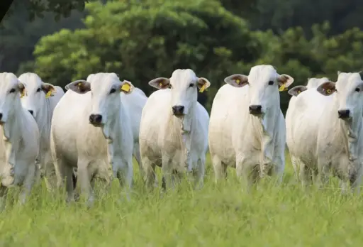 Gremio ganadero de Bolivia exportará genética bovina a 8 países