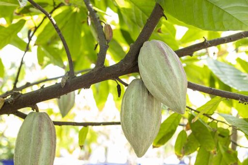cultivo de cacao - árbol de cacao