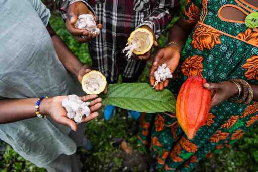 cultivo de cacao - semillas de cacao