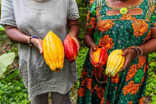 cultivo de cacao -frutos de cacao