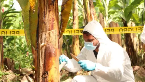 Ecuador confirma primer brote de Fusarium en banano y asegura que está bajo control