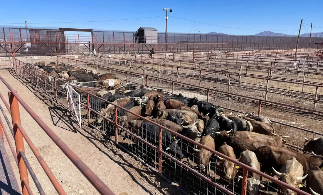 gusano barrenador México