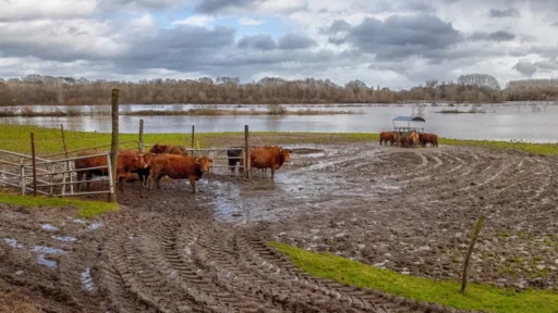 Gobierno de Argentina declaró emergencia agropecuaria por inundaciones en dos provincias
