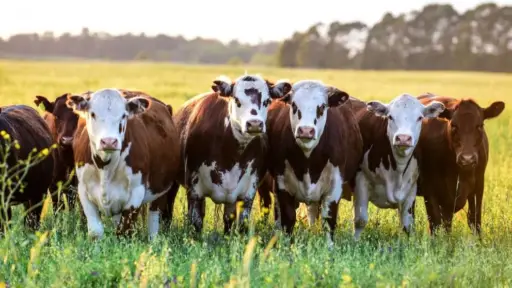Medidas comerciales de EE. UU. afectaron las agroexportaciones mexicanas