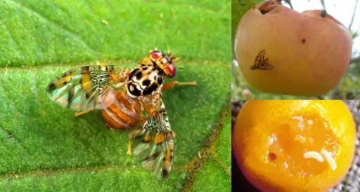 Crece preocupación por impacto de mosca de la fruta en Chile