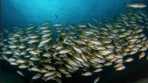 La OMC logra un hito con la entrada en vigor del acuerdo sobre subvenciones a la pesca