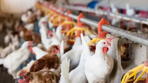 La Unión Europea levanta la prohibición a las exportaciones de carne de pollo de Brasil