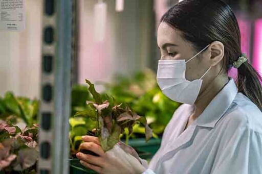 Biotecnología agrícola - cultivos