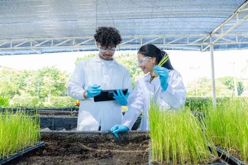 Biotecnología agrícola - cultivos